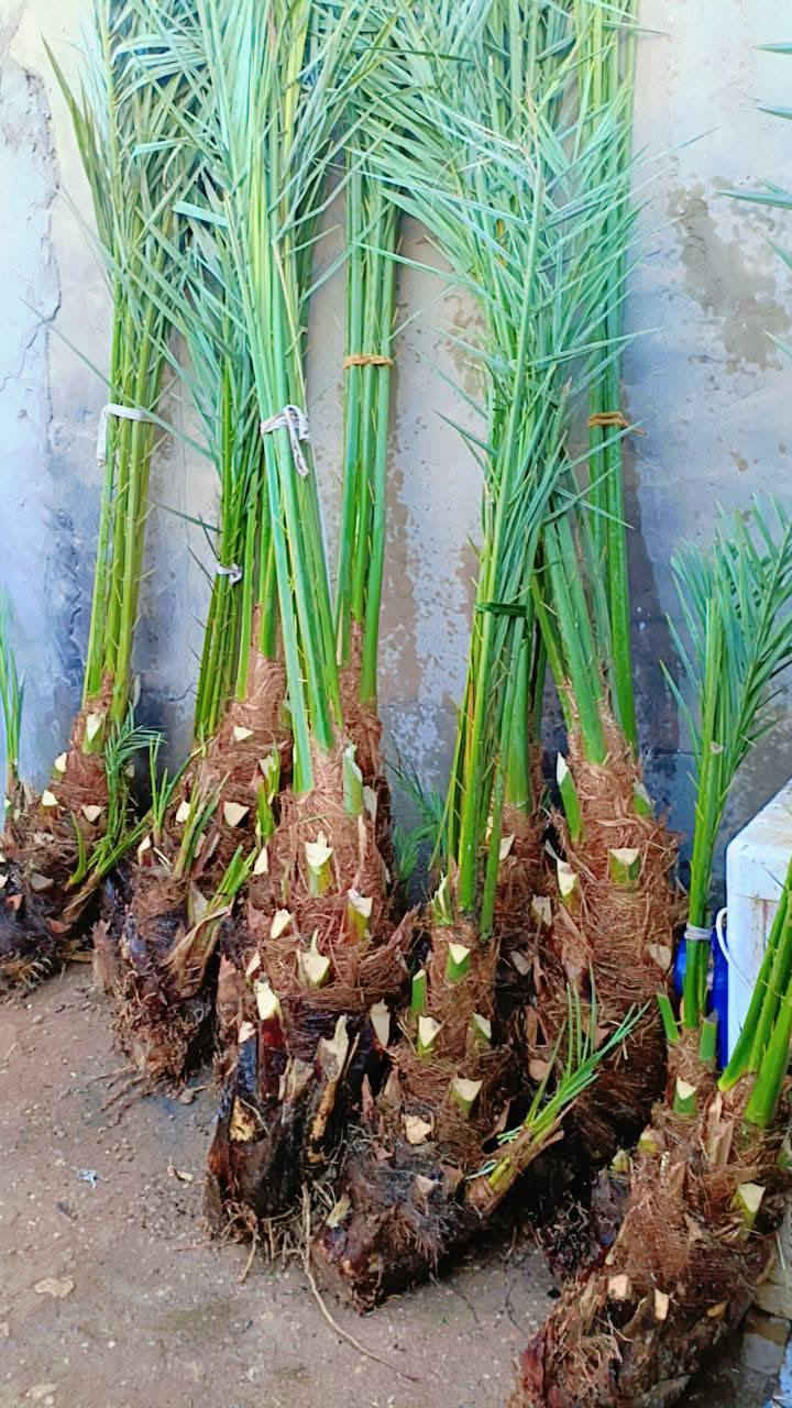 السلام عليكم يوجد الدينا برحي ومجهول وكرنفلي وكافة انواع النخيل لاتصال ع الرقم ***********
