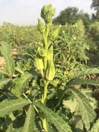 عندي بذور بانيه درجه اولى شرط مشروطه الهلوبه درجه اولى 07866384757 انت...