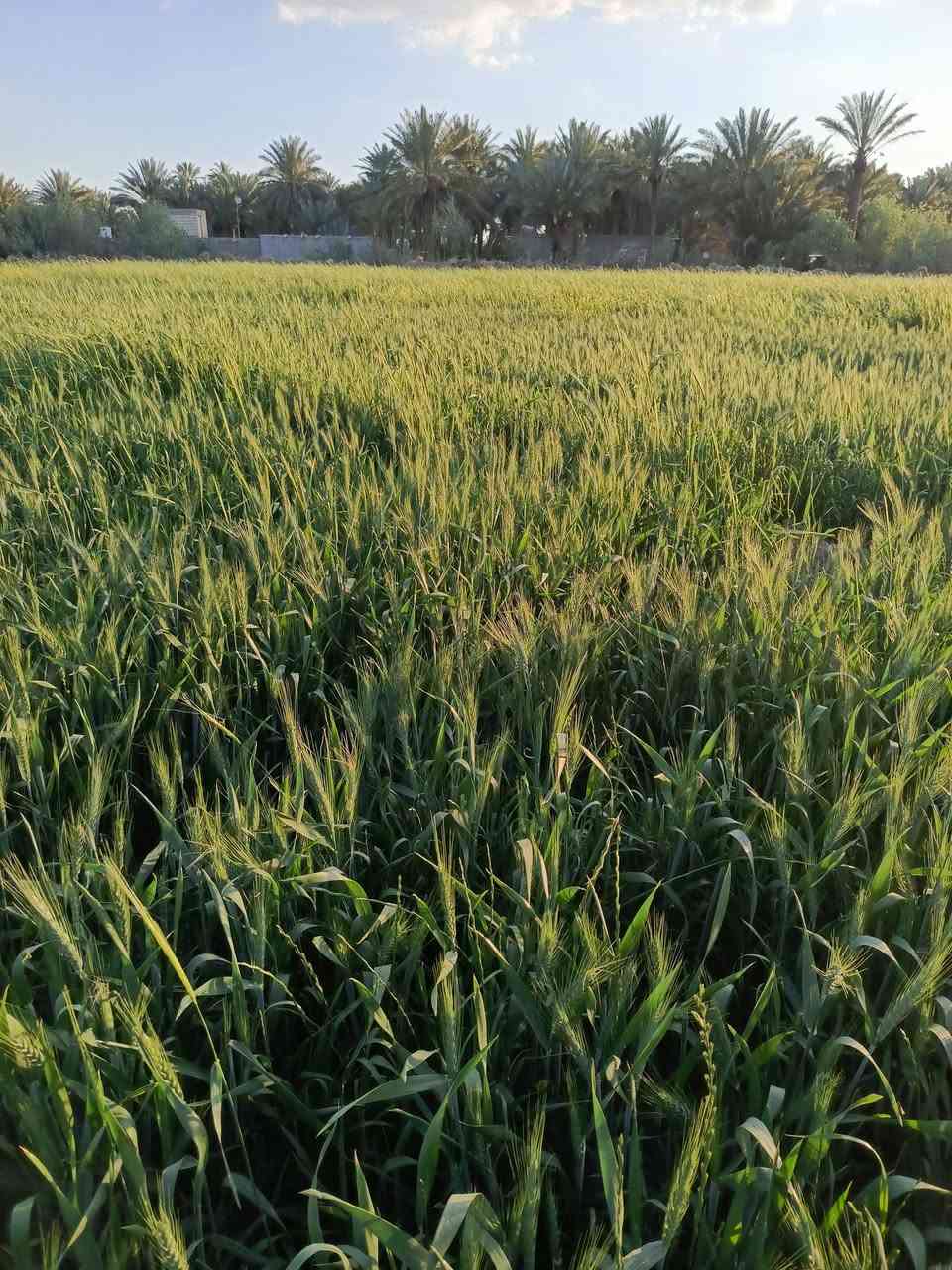 ارض ضمان
ارض ضمان
يتوفر ارض ضمان (14 دونم) قريبة على الشارع ويتوفر كافة الخدمات من الماء والشارع ومحاطة بالانهر من جهاتها والتفاصيل داخل الصور وللاستفسار اكثر اتصال‏‪***********‬‏
