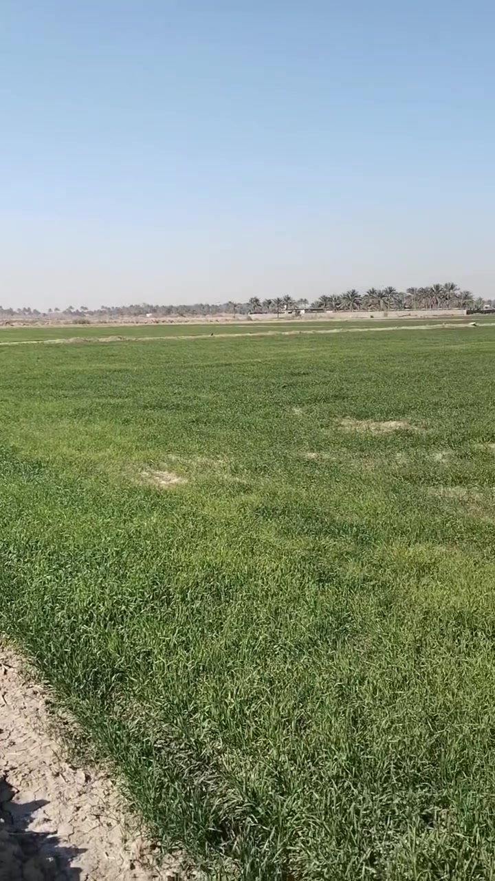 السلام عليكم 25 دونم للبيع ينباع حسب الطلب من الدونم لل 25 دونم مكان بابل ورديه خارج طريق يا حسين قرب شارع المشجر خدمات متوفره ما وكهرباء وشارع 10 متر و20 متر للاستفسار اتصل او مراسله الصفحه***********//***********📱
