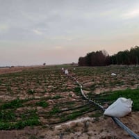 ١٠ دونم • شارع الديوك • ٤٤ نخلة