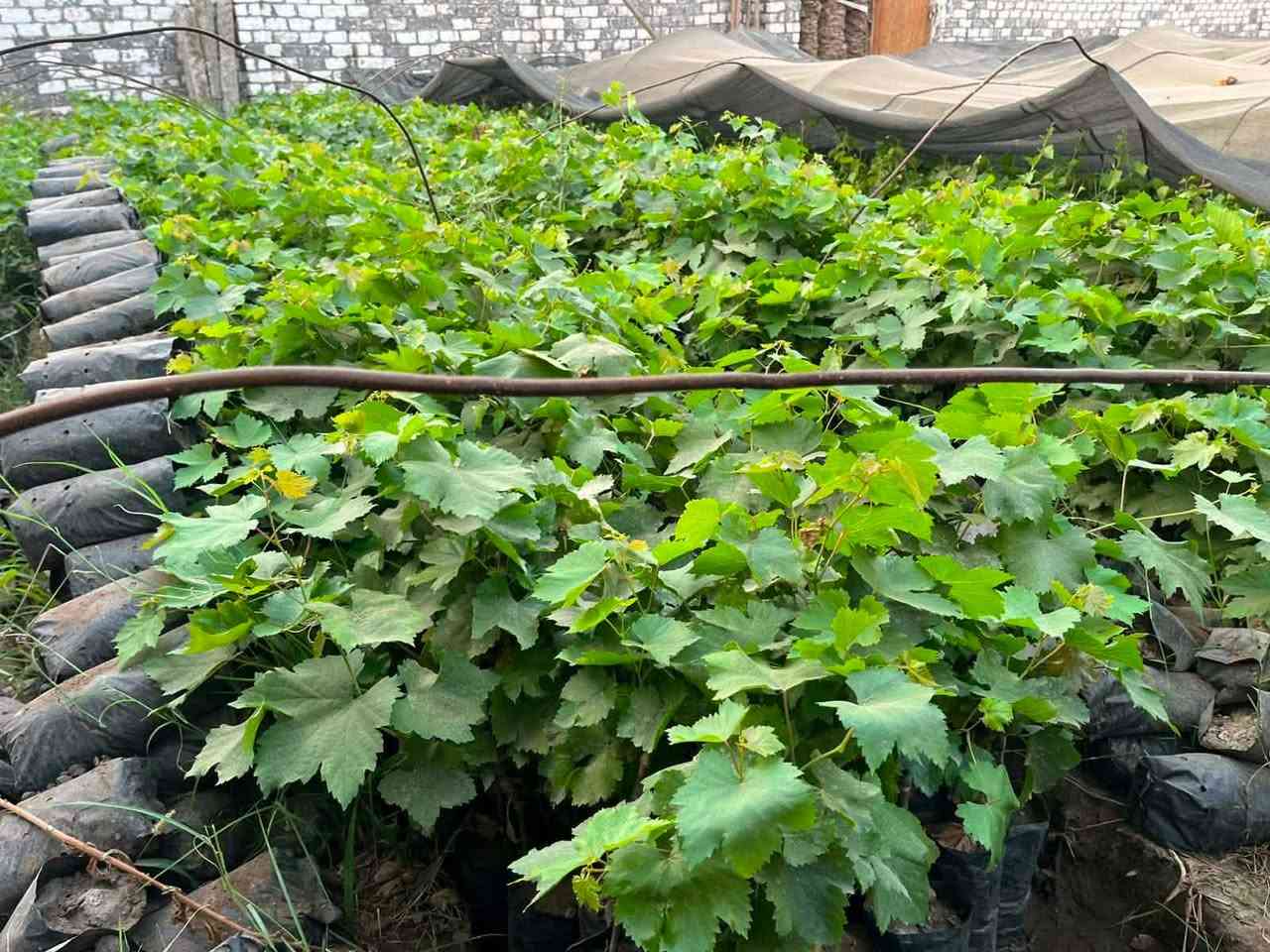 شتلات عنب فليم مطعوم ع اصل فريدم جاهز للزراعه جوده عاليه وشتلات معتمده🍇
للتواصل 
01001271316
01014009698


**إذا كنت صاحب هذا الإعلان وتريد حذفه لأي سبب، رجاءا أرسل رسالة إلى الدعم الفني**