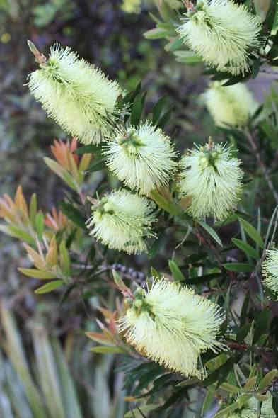 فرشاة  البطل  اللون #الابيض 

تسمى هذه الشجرة أو دالشجيرة بفرشاة القنينة  و ذلك بسبب أزهارها التي تشبة شكل الفرشاة
التي ننظف بها القنينة ( العبوة الزجاجية ) .  شجرة صغيرة ذات جذع قوي قائم قاسي بني اللون تتحمل مدى من الملوحة لكن لا يفضل
زراعتها قرب الشاطىء .
يبلغ إرتفاع الشجرة 2 إلى 4 متر وتفضل الإضاءة المباشرة و تفضل الري المنتظم و المعتدل.
أما بالنسبة للتربة فهي تنمو بشكل جيد في تربة جيدة الصرف.
أوراقها ضيقة عدسية الشكل جلدية ذات رائحة عطرية تشبه رائحة الحمضيات.

وأزهارها تنمو في سنابل إسطوانية الشكل ذات لون الابيض أما البتلات تأخذ شكل الفرشاة , 

تزهر:

في أواخر الربيع و في الصيف .

تتكاثر بواسطة الببذور والعقل الساقية شبه الخشبية
غير أنه لا يفضل الإكثار بواسطة البذور وذلك
لحدوث تغيرات في شكل النبات.

االسعر   9   االف

لسهولة الحجز يرجى ارسال  الطلب 
مرفقة  بالرقم و العنوان على الخااص 
 او على رقم واتساب  ... ***********

