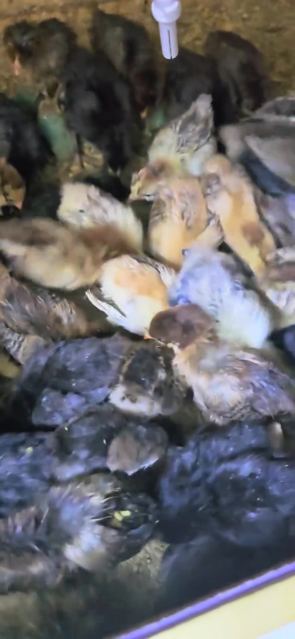 🐥 افراخ دجاج عرب – عمر 13 يوم 
✔️ صحة ممتازة وتربية مضمونة
✔️ ماخذة لقاح التهاب الصرة
✔️ جاهزة للتربية فوراً

💰 السعر: الزوج بـ 3000 دينار فقط

🚚 التوصيل: متوفر داخل بغداد (الأجور على المشتري)

📍 الكمية محدودة – الحجز للجادين فقط

📩 للحجز والاستفسار خاص أو واتساب ***********
