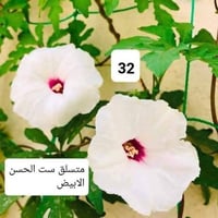 شتلات • ورد متسلق • ست الحسن