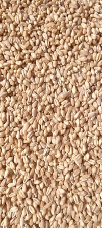 الحويجه • حنطة نزار • بنت جيس