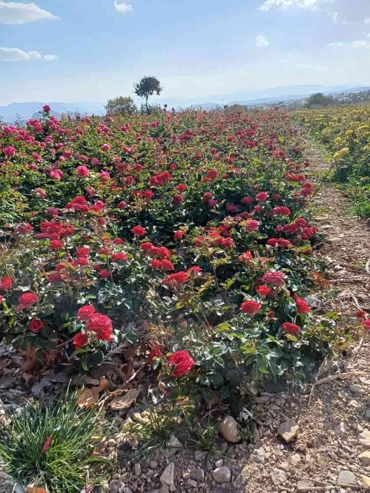 تم وصول وجبه من شتلات ورد جوري تنخيل قطمر ٥ الوان
البيع جمله ومفرد.
سعر ٦٥٠ دينار
للحجز والاستفسار الاتصال على الرقم *********** جاسم الخليفاوي العنوان الخالديه شارع العام مقابل بلديه الخالديه.
