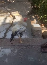 ديج • للبيع