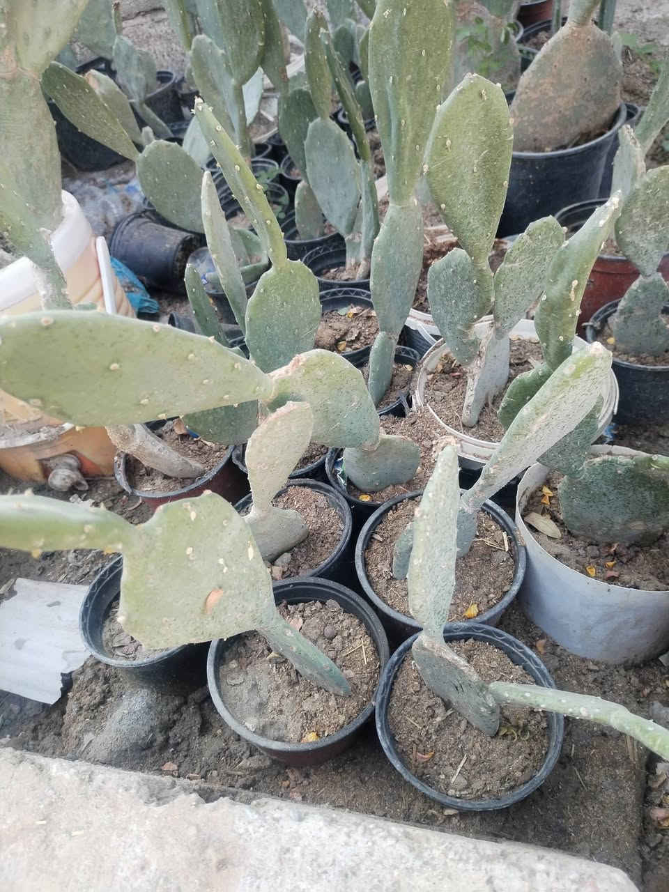 متاح لدينا شتلات نبات الصبار التين الشوكي لطلب والحجز واتساب ***********
السماوه أو مراسلة الصفحه يوجد خدمة توصيل طلبات داخل السماوه
