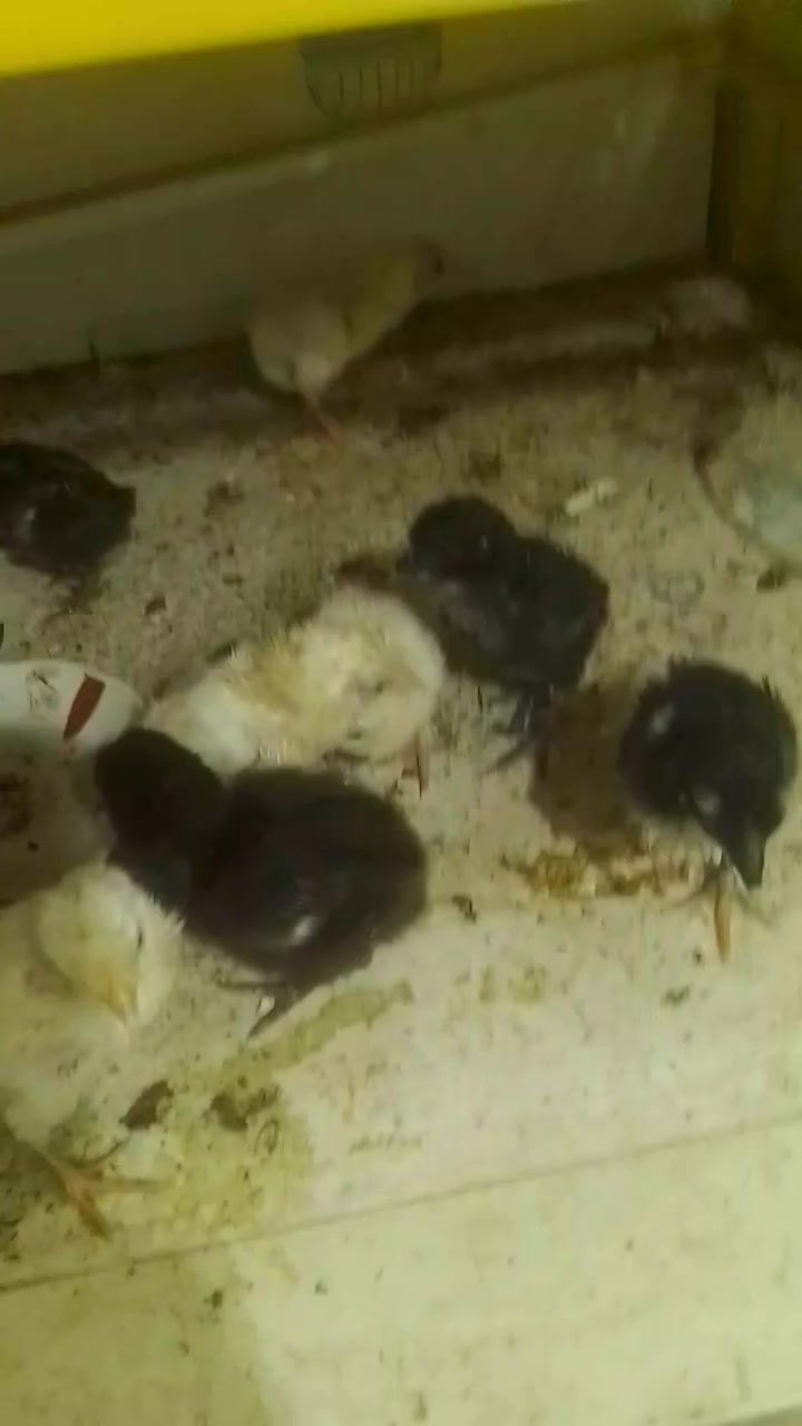 فقاسه للبيع اوتوماتيك التفقيس خير من الله نسبة التفقيس 100/95تاخذ 170بيضه شرط الضمان اللي ايريدها يتفظل


**إذا كنت صاحب هذا الإعلان وتريد حذفه لأي سبب، رجاءا أرسل رسالة إلى الدعم الفني**