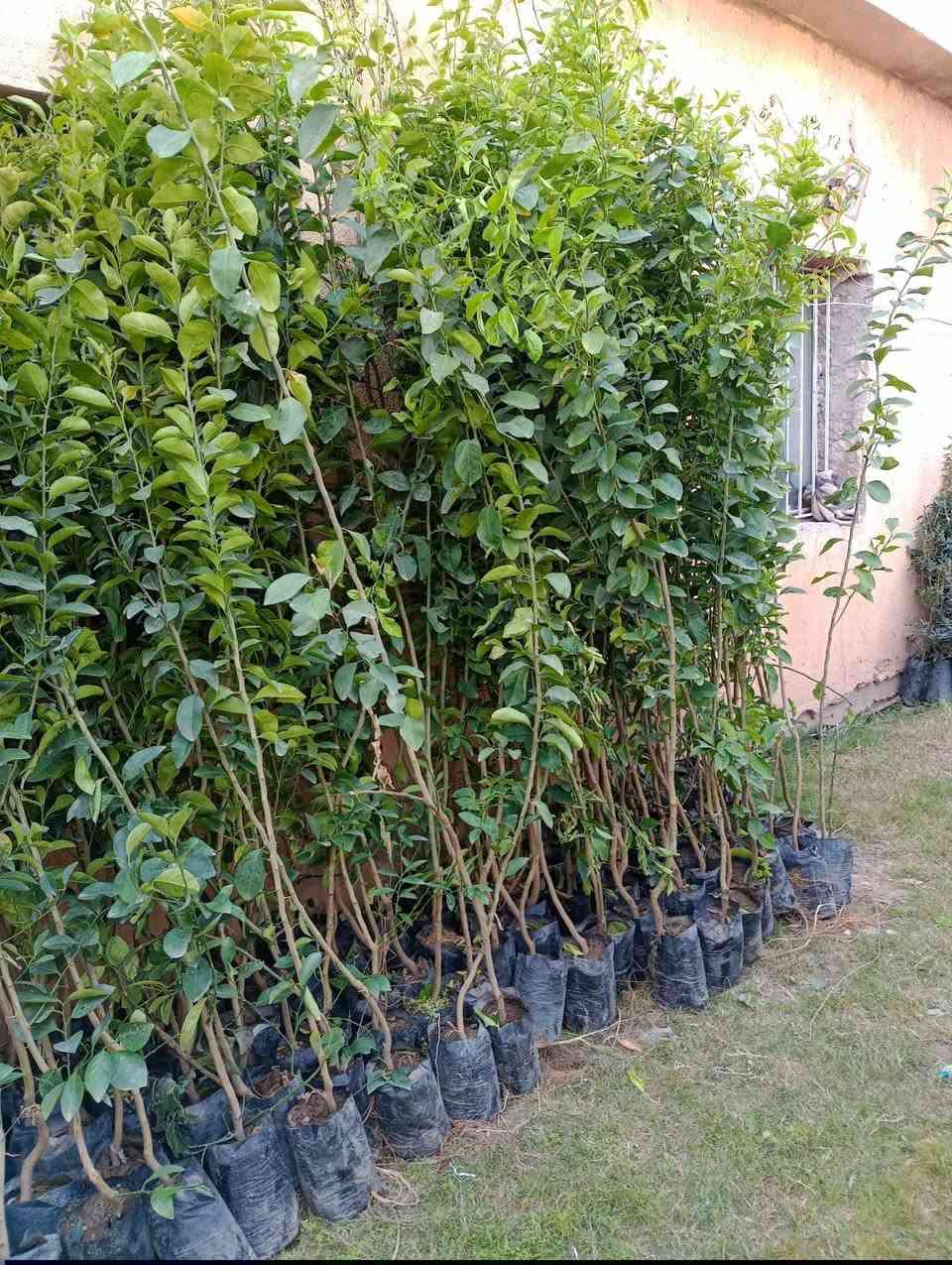 متوفر انواع الحمضيات ولنفضيات وبنسب السعار ***********
