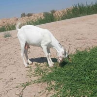 ماعز قطري • ٢ نثايه • فحل