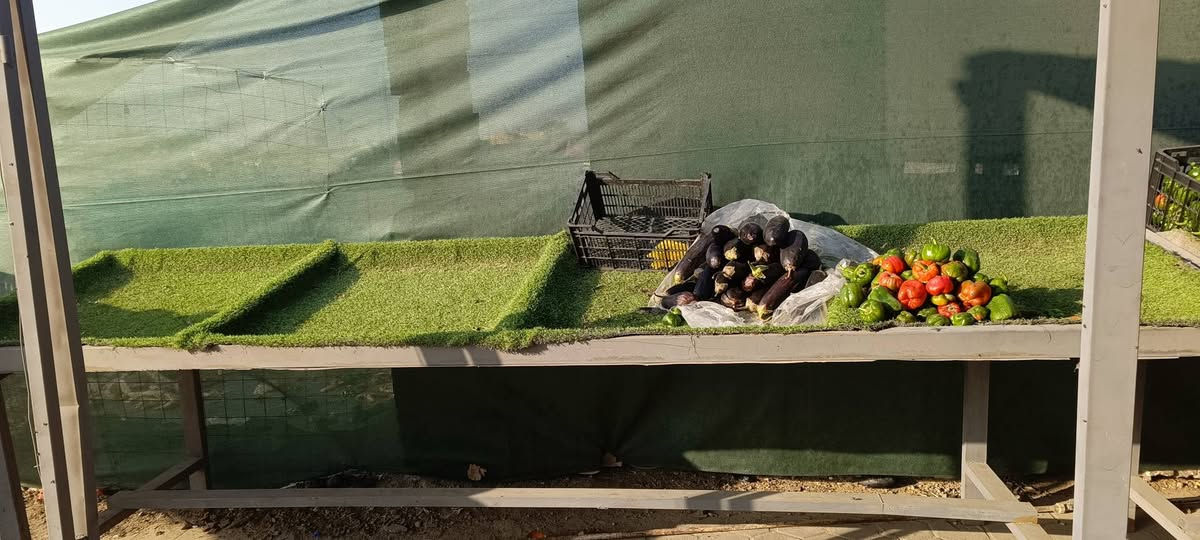 ٣ميازه مخضر جديد للبيع شراي يدخل خاص وبخدمته


**إذا كنت صاحب هذا الإعلان وتريد حذفه لأي سبب، رجاءا أرسل رسالة إلى الدعم الفني**