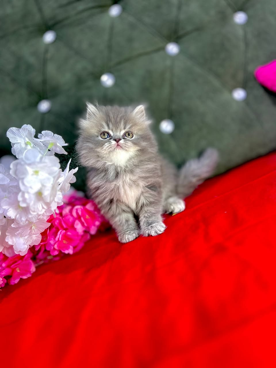 متوفر جميع انواع القطط 😍♥️وبصحه جيده ونضافه وشرط الفحص 😌عمر شهرين أطراف قصيره شعر كثيف 🫢وشرط لعوبات ومتعلمات على التر بوكس 🤍مكاني بصره واكو توصيل لجميع المحافظات للحجز والاستفسار وتساب 👇 *********** #قطط #سكوتش #قططي #شيرازي #حيوانات
