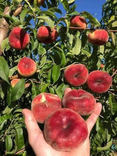 السلام عليكم لكل اهالي ناحية النمرود 
تم توفير اشجار الفواكه والزينة وزهور الربيع والصيفية 
برتقال 
ليمون 
يوسفي 
برتقال صيني وياباني 
نارنج
تين 
رمان 
تفاح
خوخ 
مشمش 
ألو (كوجه)اصفر وأسود 
عرموط جبلي 
عرموط صيفي 
توث عراقي وهندي 
كرز 
سدر مطعم وغير مطعم 
عنب حلوني
سفرجل
كالبتس 
دفله 
جوري 
ثويا 
وجميع زهور الربيع  
بأسعار جداً مناسبة يوجد خدمة توصيل 
تواصل
 عبر الصفحة مشتل الفرات في الموصل
او على الرقم ***********
