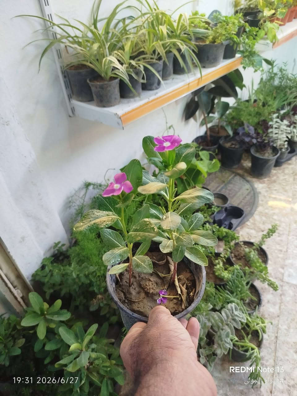 🌿 متوفر لدينا للبيع 🌿
تشكيلة متنوعة من النباتات الظلية والخارجية 🌱✨
بالإضافة إلى جميع مستلزمات العناية بالنباتات:
🪴 تربة زراعية جاهزة:
✅ بتموس هولندي 
✅ كوكوبيت الياف جوز الهند 🇮🇳
✅ حبيبات البرلايت
✅ خليط زراعي جاهز (بتموس + كوكوبيت + برلايت) مناسب للزراعة والعناية بالنباتات 🌿
🧪 مجموعة متنوعة من الأسمدة والمغذيات الخاصة بالنباتات
🛡️ مبيدات حشرية وفطرية لحماية النباتات والعناية بها
نوفر لكم كل ما تحتاجه نباتاتكم من مستلزمات الزراعة والمتابعة 🌱👌🏻
📍 متوفر توصيل داخل الموصل
العنوان : موصل الجديدة – سايدين حي العامل
📌 للطلب والاستفسار عن الأسعار والحجز:
تواصلوا معنا عبر الماسنجر أو الواتساب أو الاتصال
📞 ***********
🌱 فواز المولى
عيادة الزراعة المنزلية

