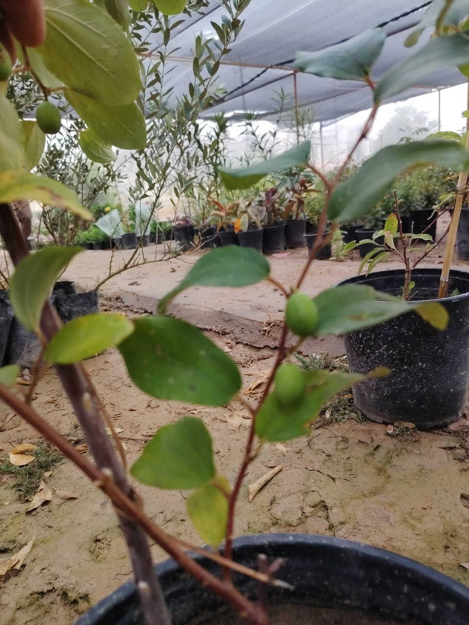 مشتل نعناعه   الرفاعي الصوب الاول مجاور جسر المشاة بتجاه السايلو مقابل مدرسة الرقيم الاهليه يوجد خدمة توصيل ***********
