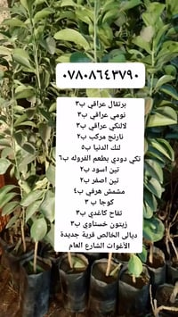 مشتل العبيدي • ديالى الخالص • شتلات فواكه