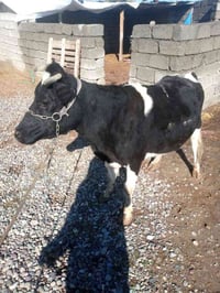 بقرة • حليب • قريه شكرا