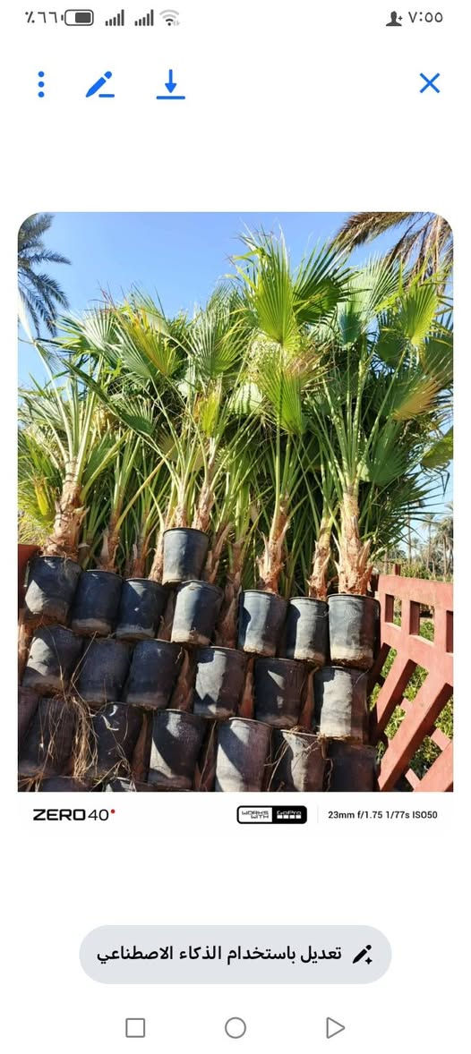 السلام عليكم متوفر ثيل كميات كبيرة والسعار مناسبه وجميع انواع الشتلات بسعر جمله العنوان الحمزه الشرقي بشبلاويات يم معمل السكر عمود 272 متواجدين من ل7صباحا له 5ونص عصرا


**إذا كنت صاحب هذا الإعلان وتريد حذفه لأي سبب، رجاءا أرسل رسالة إلى الدعم الفني**