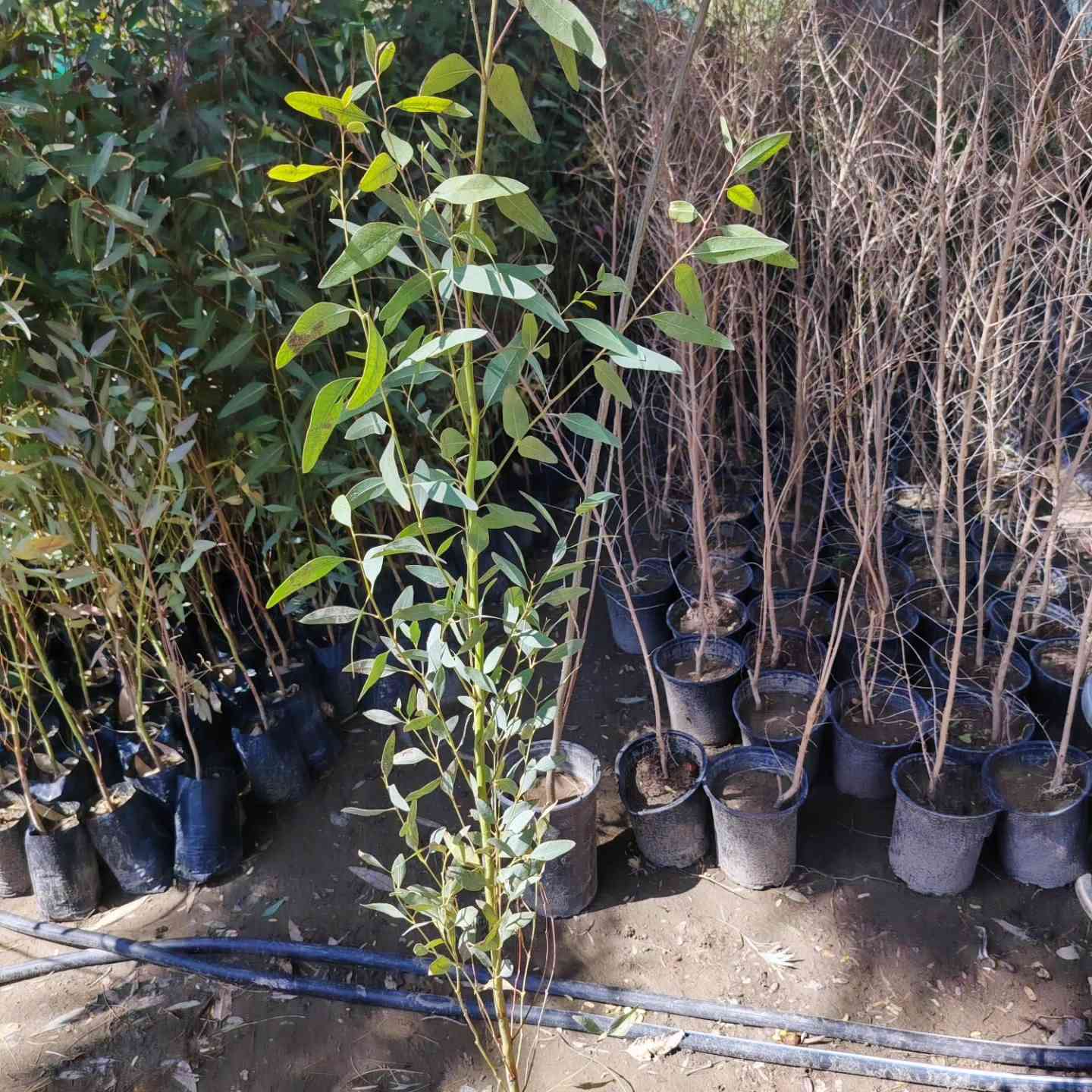 مشتل نعناعه الرفاعي الصوب الاول مجاور جسر المشاة بتجاه السايلو مقابل مدرسة الرقيم الاهليه يوجد توصيل ***********
