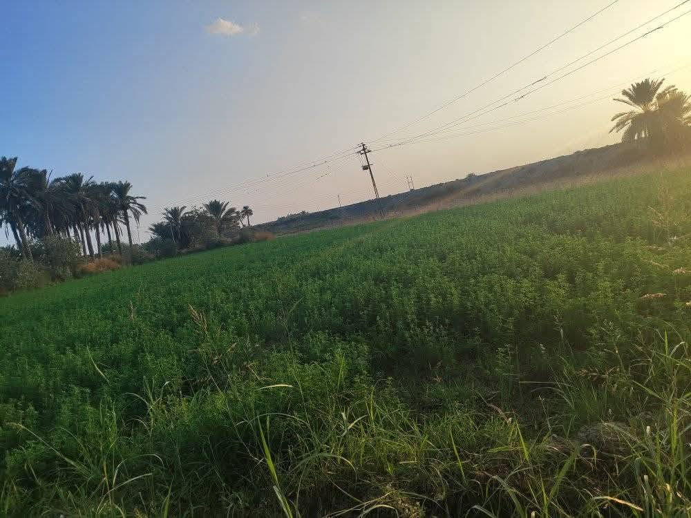 ١..ارض زراعيه. دونم للبيع
٢.الارض صالحه للزراعه. استثمار مزارع
٣.طابو زراعي سند ٢٥.تحويل مباشر. 
٤.كامله الخدمات. من كهرباء +ماء +تبليط
٥.قريبه على الشارع العام. 
٦.يبعد عنها نهر الفرات ٣٠٠.متر .. اي انو الشط بصفحه الشارع الثانيه. 
٧.للتواصل . *********** . واتساب موجود
الموقع... الفلوجه. النعيمية. قريبه على مدرسه المفيد
