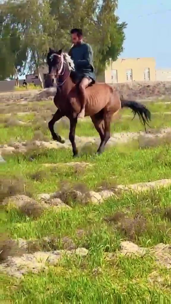 يا الله سلام عليكم خيالتنه العزاز حصان عربي البيع رتفاع 150 عمره 3 سنوات الحصان صاغ سلم المكان الحمزه الغربي سعر600 بي مجال توصيل الجميع المحفضات حسب النتفاق*********** يوجد واتساب
