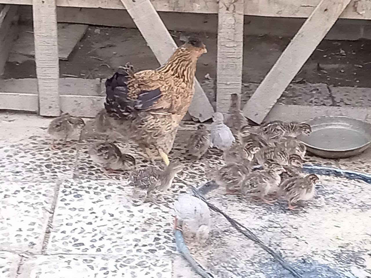 دجاجه مع إفراغ قبج عمر أسبوع ٢٠ تك للبيع بسعر مناسب مكان ديوانيه ناحيه الصلاحيه


**إذا كنت صاحب هذا الإعلان وتريد حذفه لأي سبب، رجاءا أرسل رسالة إلى الدعم الفني**