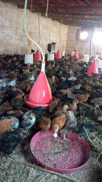 سلام عليكم دجاج عرب البيع سعر الزوج 7ونص 
***********
