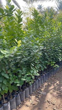 النومي حامض عراقي • كنعان نهر ابراهيم • جملة ومفرد