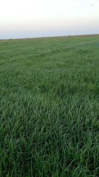 شروه البيع 16 دونم تصال على هاذه رقم 07800376362