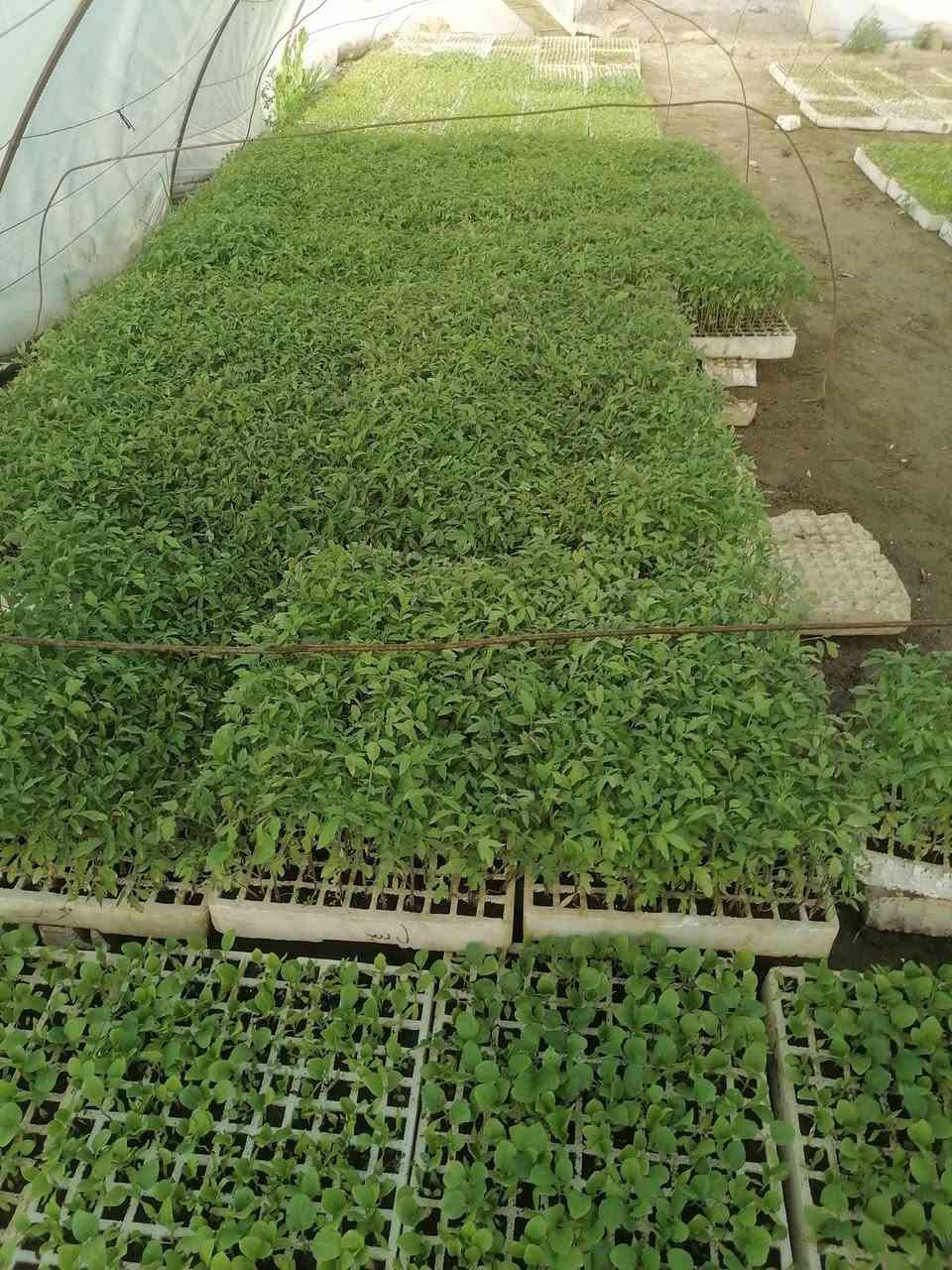 السلام عليكم يتوفر بدايات طماطه باذنجان فلفل حار فلفل بارد في مشتل الرحمن العنوان محموديه مقابل معمل البسكت الحمراء اهلا وسهلا ***********
