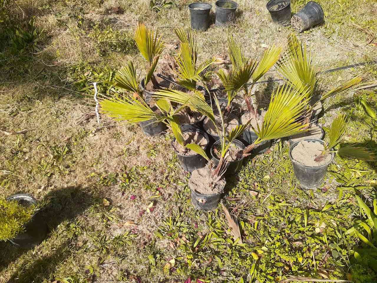 سلام عليكم شتلات البيع سبار واشنطن زيتون دفله ابيع لكل على 1٫500
لا تعامل وما ابيع مفرد 
الاتصال 📞***********
