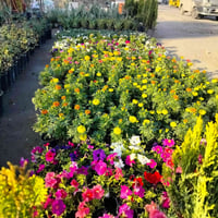 نباتات زينة • مشتل النورين • بغداد العبيدي