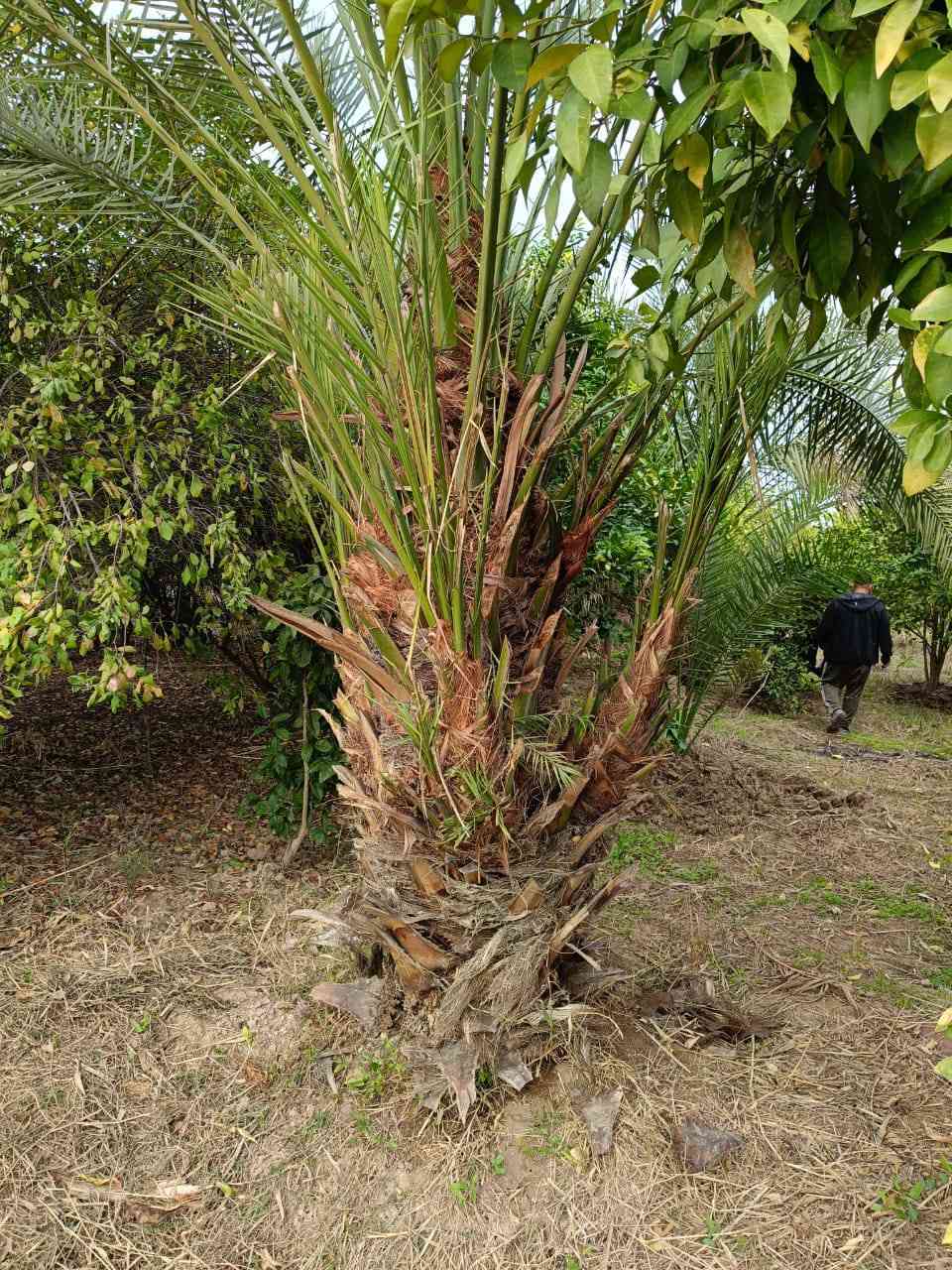 متوفر اميات جوزي احمر عدد 5تنقلع بطينته تكون نسبة نجاح أن شاء الله 100(100العنوان واسط عزيزيه ضمان الصنف والجوده اخوكم ابو يقين للنخيل ***********
