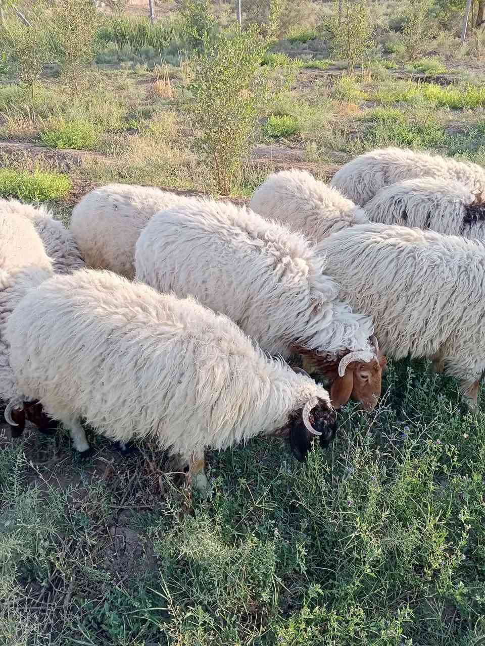 السلام عليكم حياكم الله أخوان
اذكرو الله وصلو على محمد  

طليان خير من الله شرط الصحاوه والسمن  تريد ذبح  تريد جني  بيهن بهايم   مراح واحد  الصور امامكم ....

المكان بابل/القاسم 

المشتري يتصل ***********  ويدلل حياكم الله.
