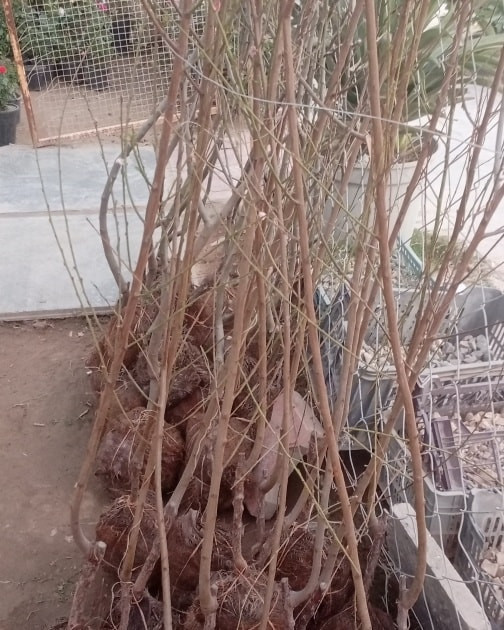 السلام عليكم متابعين مشتلنا الااعزاء
بفضل الله ...
متوفر من اشجار الفاكهة المطعمه والنفضيه اصناف ممتازه ومكفوله بأحجام كبيره مترين فما فوق 
عنب  حلواني 
عنب شده تركي
عنب اسود
عنب ديس العنز
تفاح ابراهيمي 
تفاح الكاغدي
تفاح الحمر
تكي كندي
تكي عراقي 
خوخ الكعكي
گوجه اصفر
مشمش اصفر
رمان عراقي 
تين بني مسلم 
عرموط صيفي
العنوان.
الديوانية// قضاء الدغارة // الحي العسكري
للحجز والاستفسار الاتصال على الرقم التالي
*********** انور الشباني
*********** إيهاب الشباني
