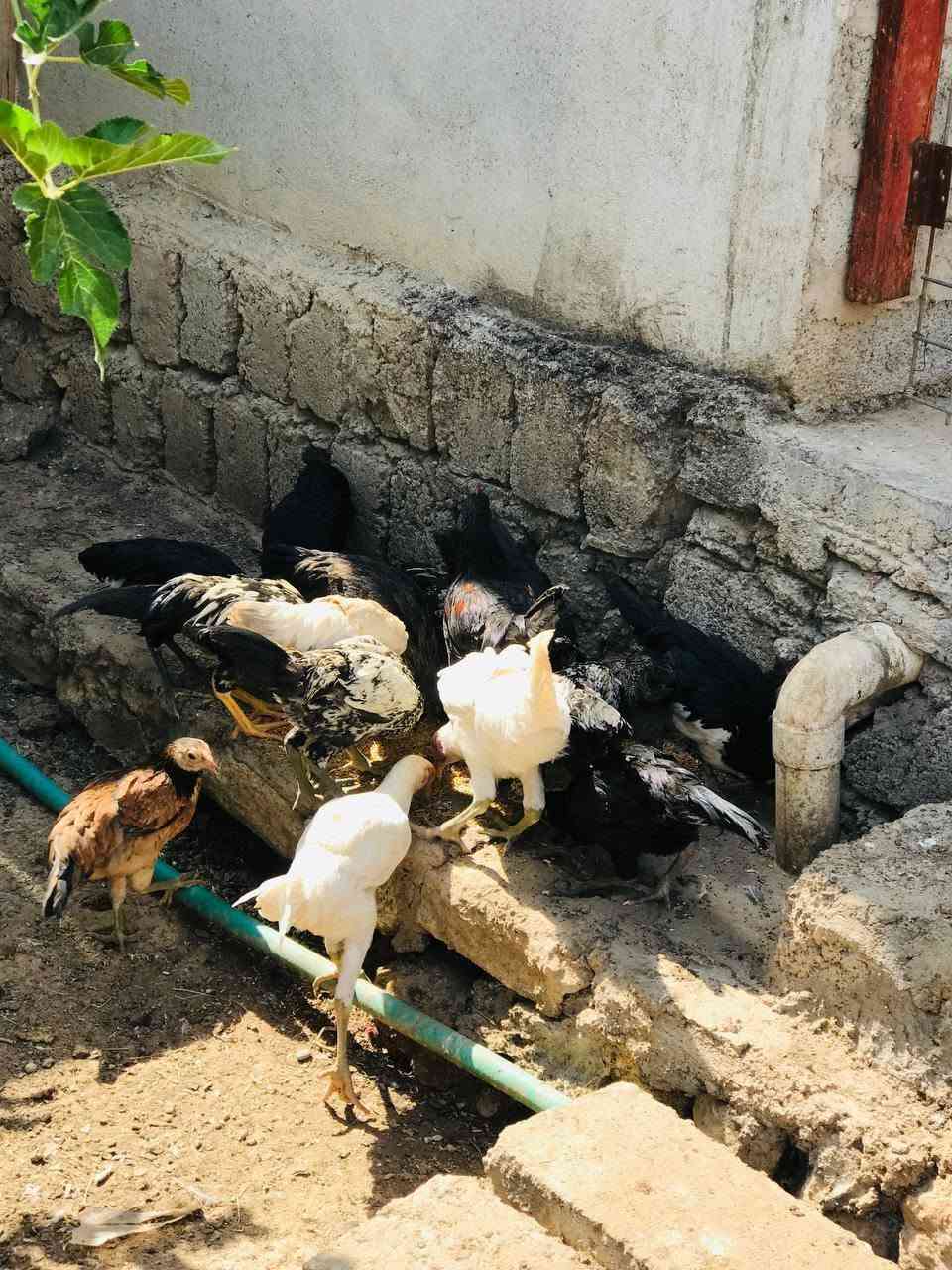 للبيع الواحد ب 10  عدد 16


**إذا كنت صاحب هذا الإعلان وتريد حذفه لأي سبب، رجاءا أرسل رسالة إلى الدعم الفني**