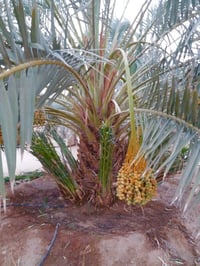 نخل برحي • هوير • للبيع