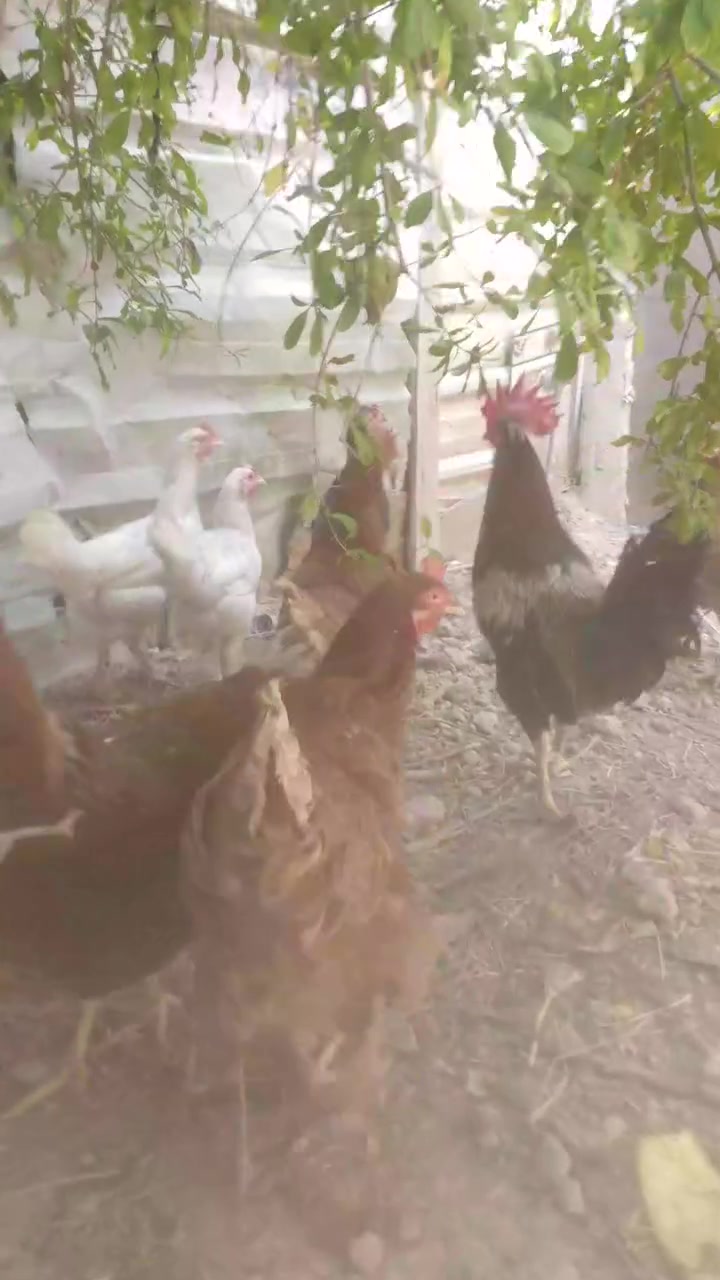 دجاجات للبيع 🐓🐓🐓
العدد 10معه ديك 
6عرب 
3حكومي 
1ديك


**إذا كنت صاحب هذا الإعلان وتريد حذفه لأي سبب، رجاءا أرسل رسالة إلى الدعم الفني**