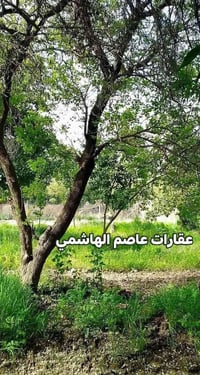 للبيع بستان مطل ع الشط خلف السدة 🌲  دونم ونصف بستان مع زيادة نصف دونم ...