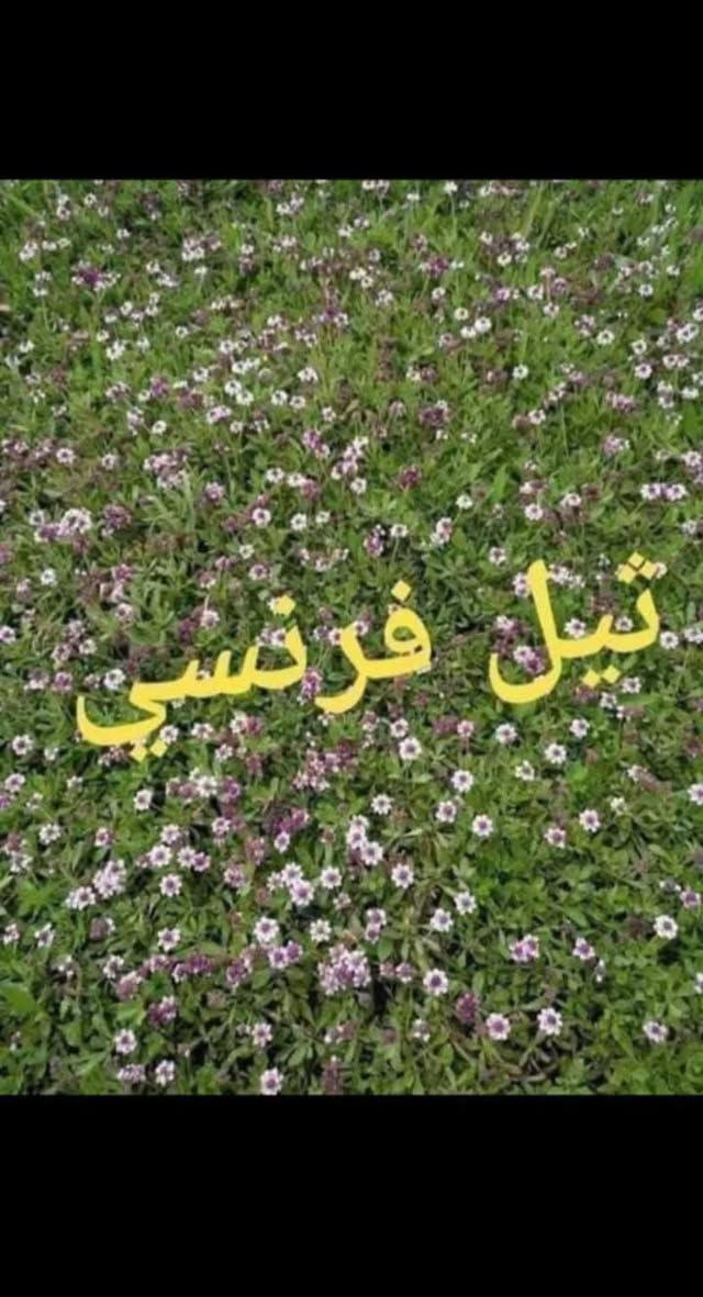 انواع الثيل عدنه وبسعار تنافسيه رقم الهاتف ***********
