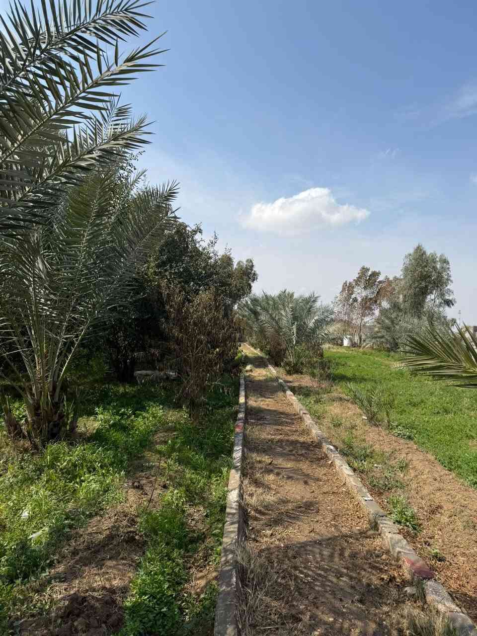 بستان مساحة دونمين ونص
وجه/ ٣٣ متر
نزال /١٧٨ متر
البستان مخدوم وبي شجر وبي بيت ويحتوي على مسبح 
ويحتوي على حقل دواجن
يحتوي على شارع خاص بالبستان 
سند ٢٥ تحويل بأسم المشتري
كربلاء منطقة الزبيلية بساتين طيبة على شارع العام مباشرةً 
🔴 علق تم يوصلك السعر
للأستفسار اكثر 
***********
