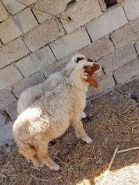 طليان مال رباط مكاني قريب من المدائن سلمان باك  السعر 425  07818198075
