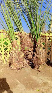 فسائل بريم • بلكه • كربلاء