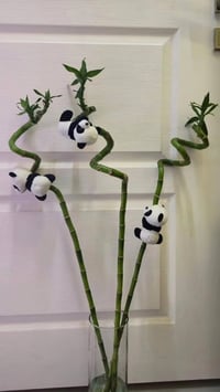 نبات عصى موسى • وصول جديد • توصيل الموصل