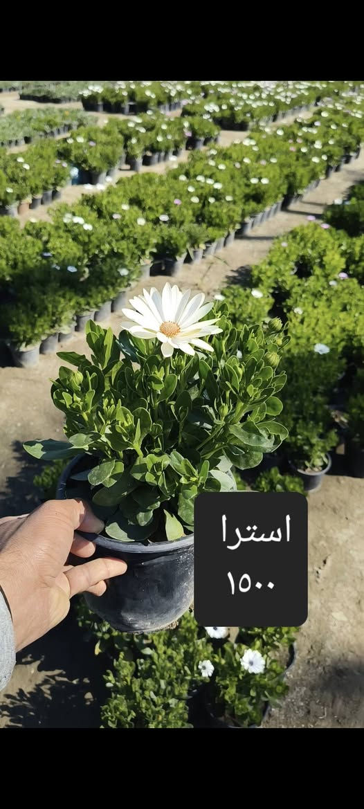 من رخصة الادمن توصيل النباتات مجاني لمناطق واحياء كربلاء
الحجز واتساب ***********
