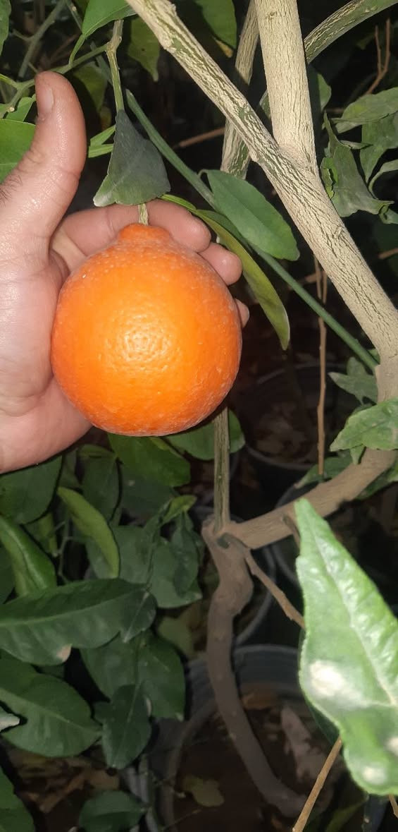 السلام عليكم
يتوفر البرتقال لاسباني (المناويلا ) ارتفاع مترتين بي قسم حمال ب ٢٠ 
والنارنج الاسباني ارتفاع مترتين ب ١١  بي حمل 
ويتوفر كيس ارتفاع متر وسبعين ب ٦
ويتوفر الكافيار بي حمل ارتفاع متر وسبعين ب٦
وصيني سندان ارتفاع مترتين ب٨
وصيني كيس ارتفاع متر وخمسين ب ٢٥٠٠
ولالنكي دبل سوبر ارتفاع متر وسبعين ب ٢٥٠٠
ولالنكي عراقي ارتفاع متر وسبعين ب٢٥٠٠
الموقع شارع المعارض 
***********
لايوجد توصيل
