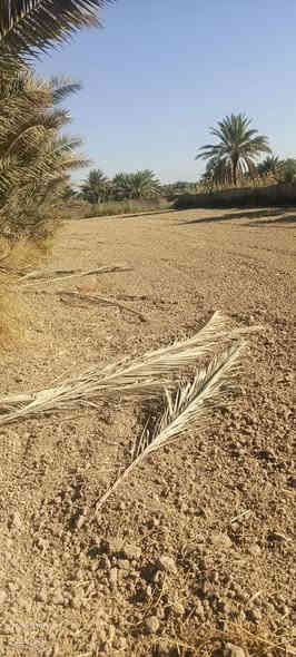 سلام عليكم قطعه ارض للبيع سند 25المساحه
500متر نزال 25واجهيه 20 السعر 27وبيه مكان كربلاء المقدسه طريق طوريج كربلاء تبعد عن شارع العام كلو ونص طريق اله علرابط تبعد عن التبليط 400متر خدامات كامله مي كهرباء 
مدارس مستوصف كله موحود الستفسار علرقم ***********
