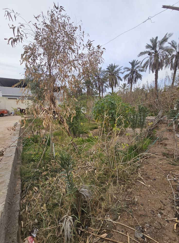 🏡 دونمين للبيع – موقع مميز ومخدوم بالكامل
📍 الموقع: البصرة / أبي الخصيب / طريق الصحراء
📄 الملكية: طابو ملك صرف – تحويل مباشر باسم المشتري
📐 المساحة: دونمين
✨ مواصفات العقار: ▪️ يحتوي على دار حديث بناء طابوق
▪️ 3 غرف نوم
▪️ صالتان
▪️ مطبخ
▪️ ديوانية
▪️ صحيات متكاملة
▪️ الأرض مخدومة ومزروعة
▪️ محاطة بنهر جاري من جميع الجهات
▪️ مسيجة بالكامل
▪️ جميع الخدمات متوفرة (ماء، كهرباء، شوارع مبلطة)
📞 للاستفسار:
*********** ابو سيف البصرة, العراق
